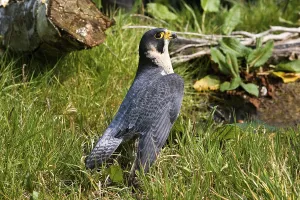 PEREGRINE FALCON (falco peregrinus)