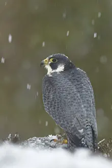 Peregrine Falcon (Falco peregrinus)