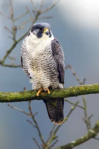 Peregrine falcon, (Falco peregrinus)