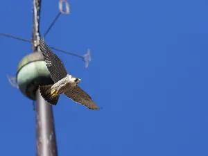 Peregrine Falcon (Falco peregrinus)