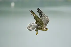 Peregrine Falcon (Falco peregrinus)