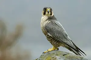 Peregrine falcon (Falco peregrinus)