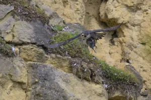 Peregrine falcon (Falco peregrinus)