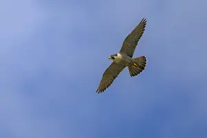 Peregrine falcon (Falco peregrinus)