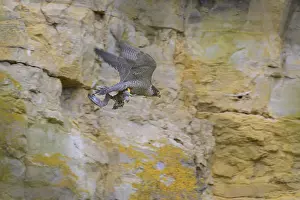 Peregrine falcon (Falco peregrinus)