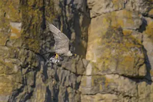 Peregrine falcon (Falco peregrinus)