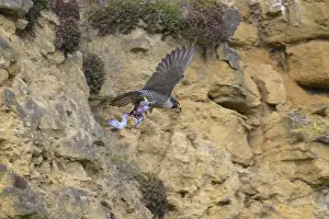 Peregrine falcon (Falco peregrinus)