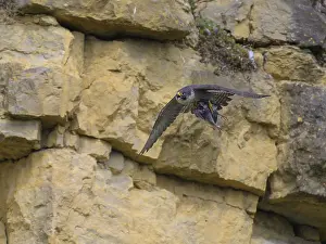 Peregrine falcon (Falco peregrinus)