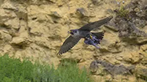 Peregrine falcon (Falco peregrinus)