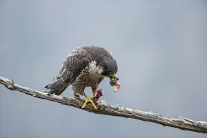 Peregrine Falcon (Falco peregrinus) eating its prey