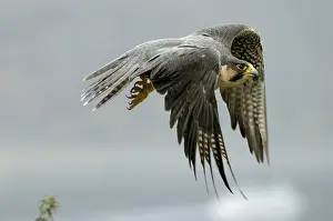 Category Wildlife DE Prints: Peregrine falcon (Falco peregrinus) Falcon