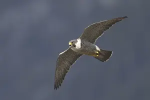 Peregrine Falcon (Falco peregrinus) flying