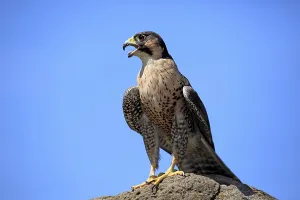 Peregrine falcon (Falco peregrinus), male