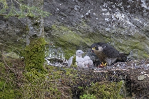 Peregrine falcon Falcon (Falco peregrinus)