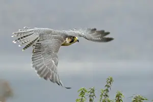 Category Wildlife DE Prints: Peregrine falcon Falcon (Falco peregrinus)