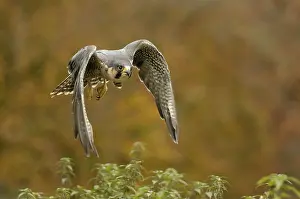 Category Wildlife DE Prints: Peregrine falcon Falcon (Falco peregrinus)