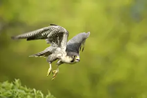 Peregrine falcon Falcon (Falco peregrinus)