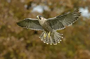 Peregrine falcon Falcon (Falco peregrinus)