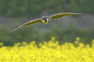 Category Wildlife DE Prints: Peregrine falcon Falcon (Falco peregrinus)