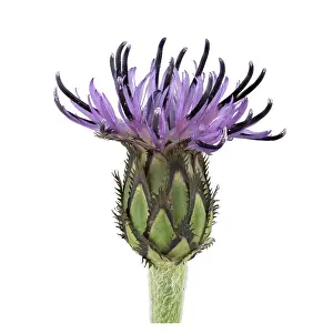 Perennial cornflower (Cyanus montanus)