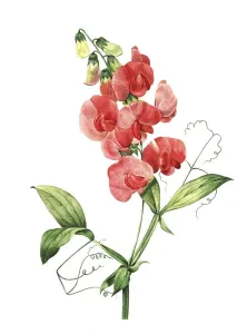 Perennial peavine (Lathyrus latifolius)