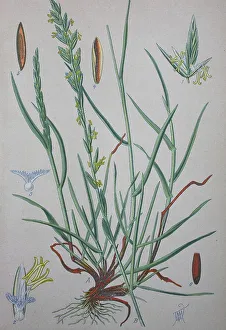 Perennial ryegrass (Lolium perenne)