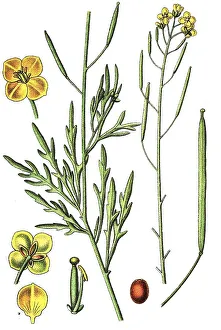 Perennial wall-rocket (Diplotaxis tenuifolia)