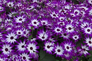 Pericallis (Pericallis), Keukenhof