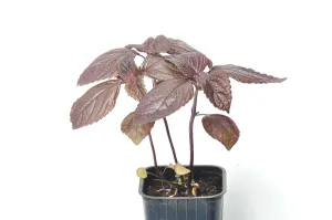 Perilla shiso on a white background