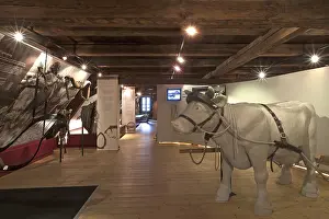 Permanent exhibition rooms, interactive exhibition of man and beast