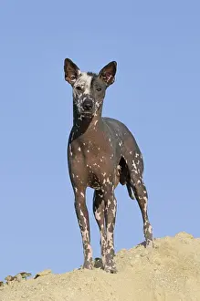 Perro sin pelo del Peru, Peruvian hairless dog