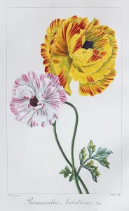 Persian Buttercup (Ranunculus asiaticus)