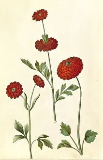 Persian buttercup (Ranunculus asiaticus)