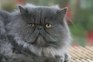 Persian Cat, blue