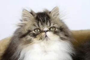 Persian cat, kitten, 12 weeks, black-tabby-white