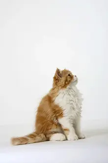 Persian cat, kitten