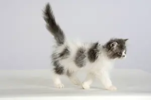 Persian cat, kitten