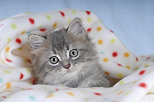 Persian cat, kitten, blue tabby