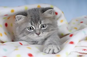Persian cat, kitten, blue tabby