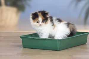 Persian cat, Kitten, On litter box, Litter box