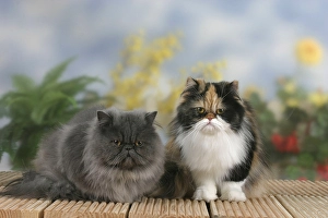 Persian cats, black-tortie-white and blue