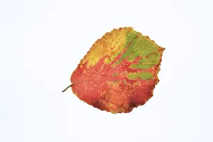 Persian ironwood (Parrotia persica)