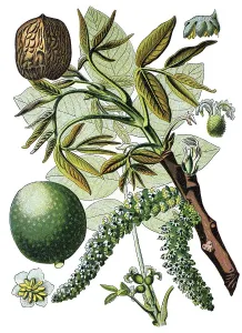 Persian walnut tree, English walnut tree (Juglans regia)