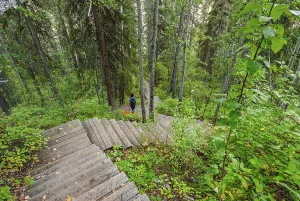 Person standing on the wooden steps descending through the forest into Twin Falls Gorge