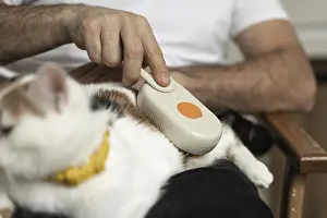 A person uses a grooming tool to gently comb a cat's fur