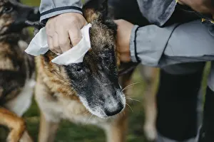 Framed Print : A person's hand cleans a dog's face with a white wipe outdoors A person's hand cleans a dog's face with a Framed Print : A person's hand cleans a dog's face with a white wipe outdoors A person's hand cleans a dog's face with a