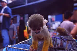 Peru: Amazonas-Monkey in Iquitos