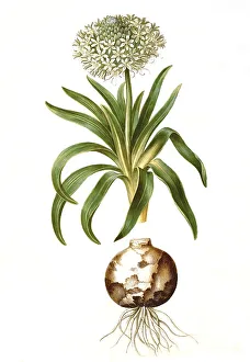 Peruvian blue star, Scilla peruviana