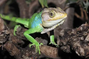 Peruvian bush anole (Polychrus peruvianus)