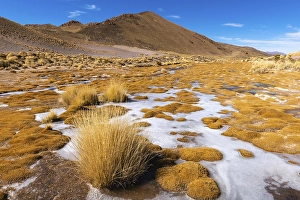 Peruvian feathergrass landscape with feather grass (jarava ichu)